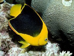 Rock Beauty - Bonaire, N.A. 35mm angle by Laszlo Ilyes 